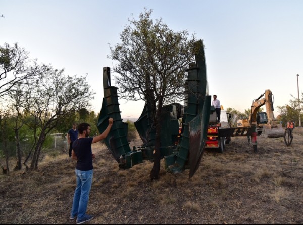 ODTÜ'de ağaçlar katlediliyor yalanı