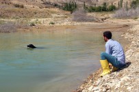 HAKAN ATMACA - Balıkçı Köpek Sahibine Günlük İki Kilo Balık Yakalıyor