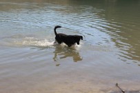 HAKAN ATMACA - Bu Köpek Balık Yakalıyor