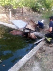 Havuza Düşen Atı İtfaiye İş Makinesiyle Kurtardı