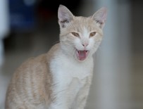 SOKAK HAYVANI - Kedi Beslediği İçin Kendisiyle Tartışan Kişiden Şikayetçi Oldu