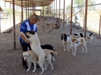 SOKAK KÖPEĞİ - Pet Diye Alınıp, Pat Diye Atıldılar