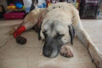 ÇOBAN KÖPEĞİ - Baltalı Saldırıya Uğrayan Kangal Köpeği Tedavi Altına Alındı