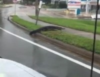 KASıRGA - Florida'da Sokaklar Timsahlara Kaldı