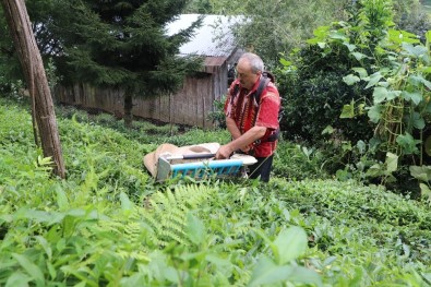 Geliştirdiği Çay Toplama Makinesiyle Günde 1 Ton Çay Topluyor