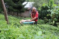 Geliştirdiği Çay Toplama Makinesiyle Günde 1 Ton Çay Topluyor Haberi