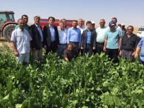 Milletvekili Açıkgöz Pancar Hasadı Yapan Çiftçileri Yalnız Bırakmadı Haberi