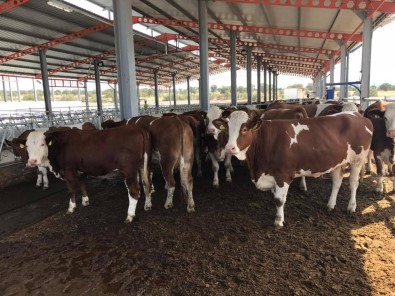 Simental Cinsi Gebe Düveler Kula'ya Geldi