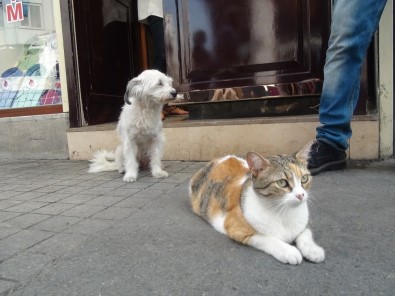 Taksim'de Kedi Ve Köpeğin Dostluğu Görenleri Şaşırttı
