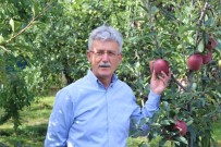 TARIM İLACI - 25. Yeşil İhsaniye Elma Festivali Başladı