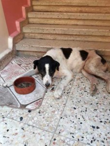 Kayıp Köpek Çıtır'ın Ölümü Mahalle Sakinlerini Hüzne Boğdu