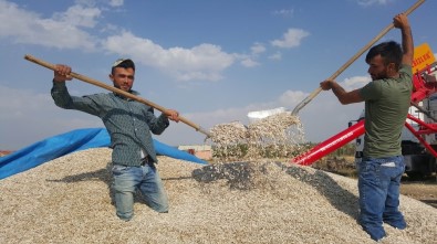 Kayseri Şeker Çerezlik Ayçiçeği Sektöründe De Lider Olacak