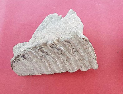 Adana'da fil kalıntıları bulundu