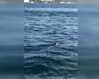 BALIK TUTMAK - Bobby'nin Boğaz Sefası