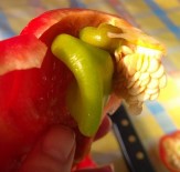 AKÇAKOYUN - Kırmızı Biberin İçinden Yeşil Biber Çıktı