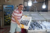 Marmara Hamsisi Sinop Tezgahlarında