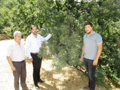 Ödemiş Kestanesi Almanya'da Görücüye Çıkacak