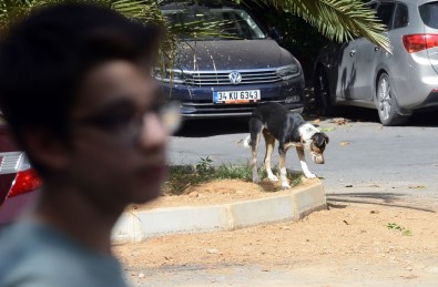 Sarıyer'de Saldırgan Sokak Köpekleri Yüzünden Mahalleli Dışarı Çıkamıyor