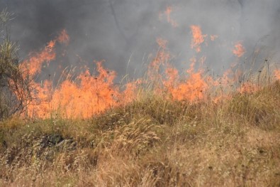 Sinop'ta Örtü Yangını