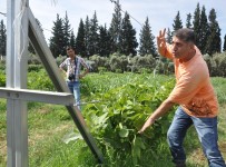 SARı ZEYBEK - Telde İncir Ürettiler