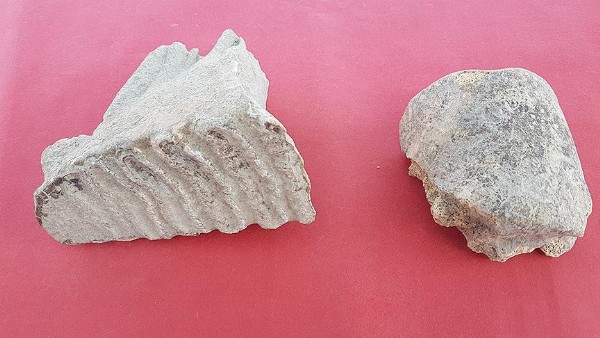 Adana'da fil kalıntıları bulundu