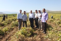 KURU FASULYE - Bitlis, Fasulye Üretiminde Artık Söz Sahibi