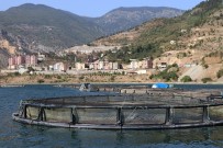 OKAY MEMIŞ - Denizi Yok Ama Japonya'ya Balık İhraç Ediyor