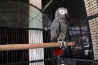 DINEK - Papağan Sayesinde Hırsızlık Çetesi Çökertildi