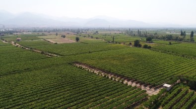 Türkiye'nin Organik Ürünleri Manisa'dan