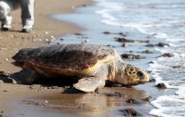 DENİZ KAPLUMBAĞALARI - Ergene Açıklaması 'Deniz Kaplumbağalarını İnsanlar Saldırganlaştırıyor'