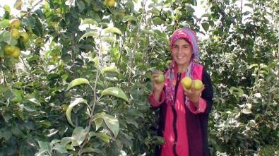 Konya'da Çiftçinin Yeni Umudu 'Japon Armudu'