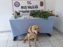 Muş'ta Uyuşturucu Operasyonu