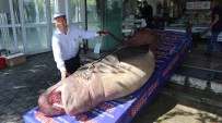 DENİZ CANLILARI - 1 Ton 200 Kiloluk Köpek Balığı Yakalandı
