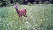 Karabük'te Yaban Hayatı Fotokapanla Görüntülendi