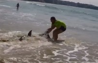 SIDNEY - Köpek Balığını Kuyruğundan Çekerek Suya Bıraktı