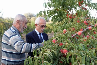 Yozgat'ta Meyve Bahçeleri 25 Bin Dekara Ulaştı