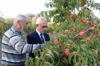 Yozgat'ta Meyve Bahçeleri 25 Bin Dekara Ulaştı Haberi