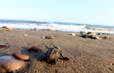 55 Bin Yavru Deniz Kaplumbağası Denizle Buluştu
