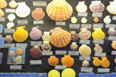 Hasan Güleşçi Koleksiyonunu Bodrum Deniz Müzesi'ne Bağışladı