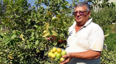 Kansere Karşı Yerli Üretim Guava