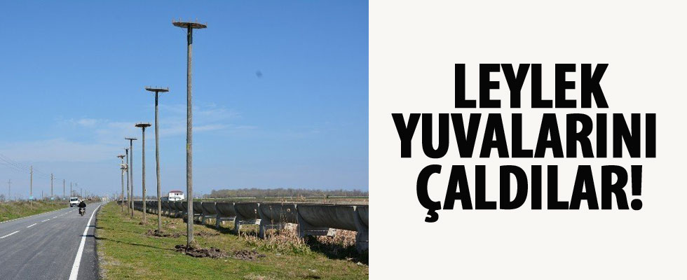 Leylek yuvaları çalındı