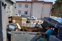ENDER FARUK UZUNOĞLU - Suşehri'nde Genç Çiftçilere Dana Dağıtıldı