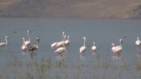 ERÇEK GÖLÜ - Flamingoların Görsel Şöleni