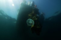 YASSıADA - Marmara Denizi'ndeki Mercanlar Böyle Kurtarıldı
