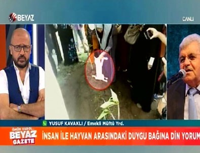 Sahibinin ölümünü kabullenemeyen kedi mezarı açmak istedi