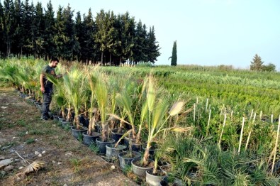 Şanlıurfa'nın Süs Bitkileri Akçakale'de Yetişiyor