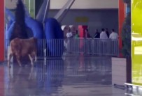 KAÇAN KURBANLIK - Kaçak Boğa Alışveriş Merkezini Birbirine Kattı