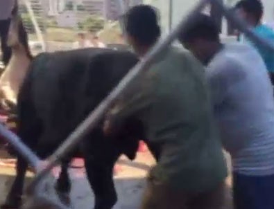 Kurbanlık boğadan hastanelik eden çifte