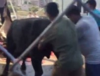 KURBANLIK HAYVAN - Kurbanlık boğadan hastanelik eden çifte