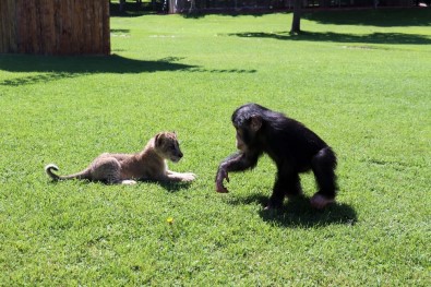 Şempanze Can'a 'Aslan' Gibi Arkadaş